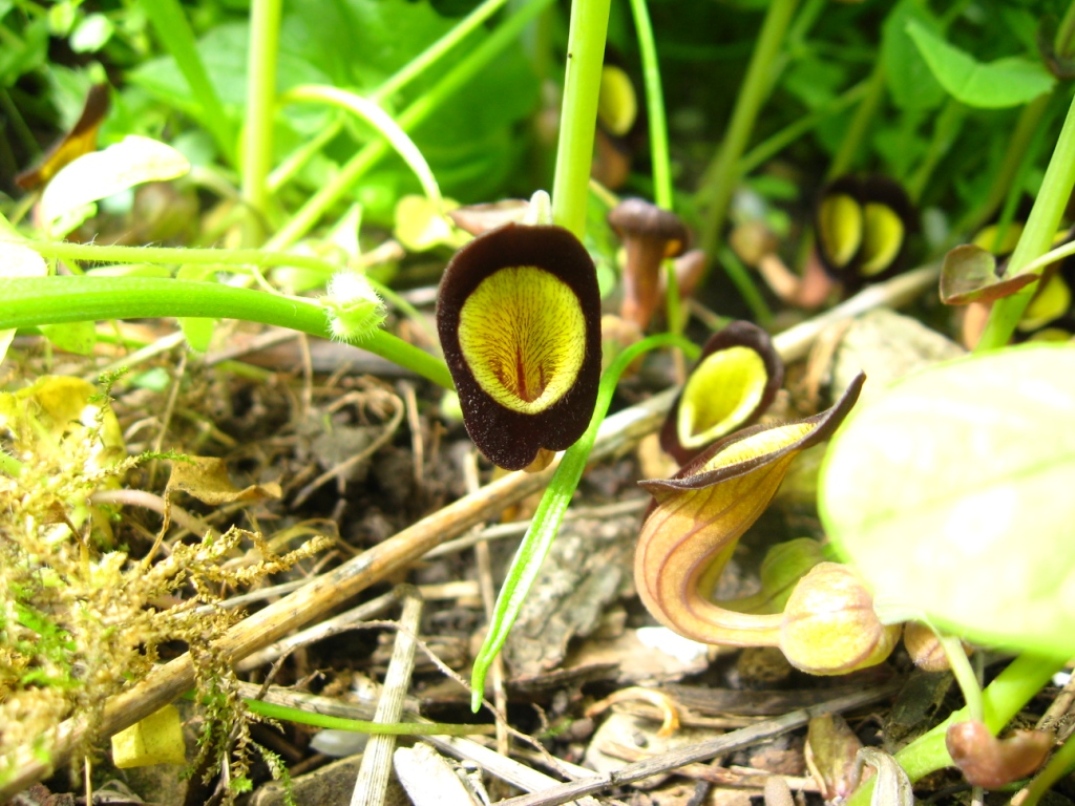 Изображение особи Aristolochia steupii.