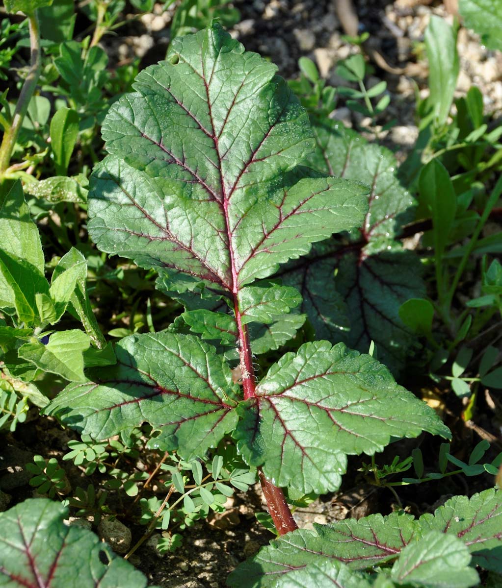 Image of Erodium botrys specimen.