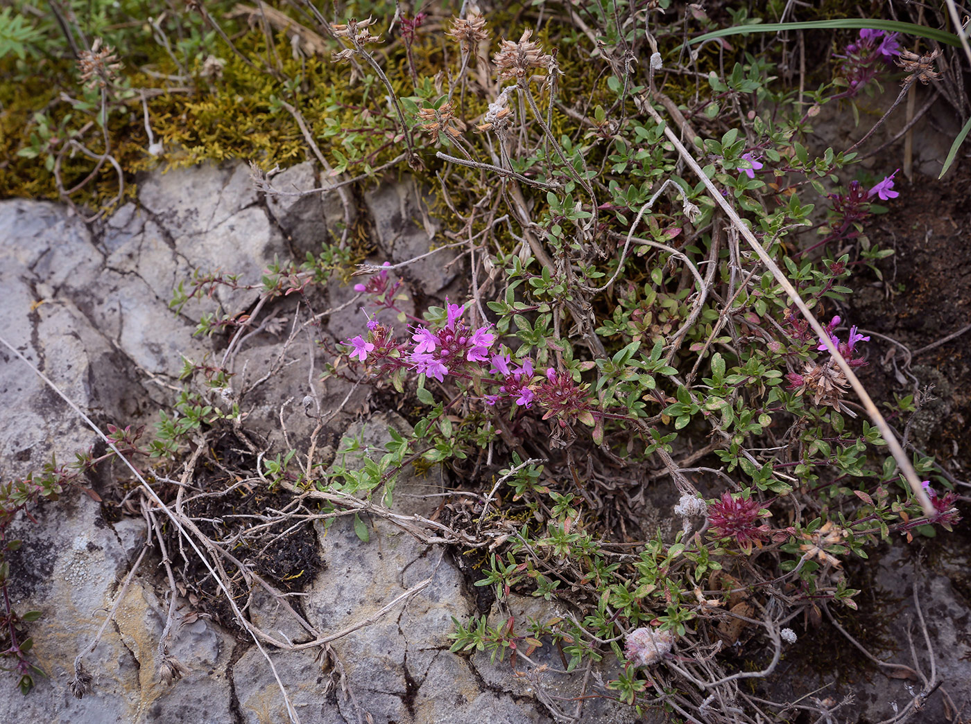 Изображение особи род Thymus.