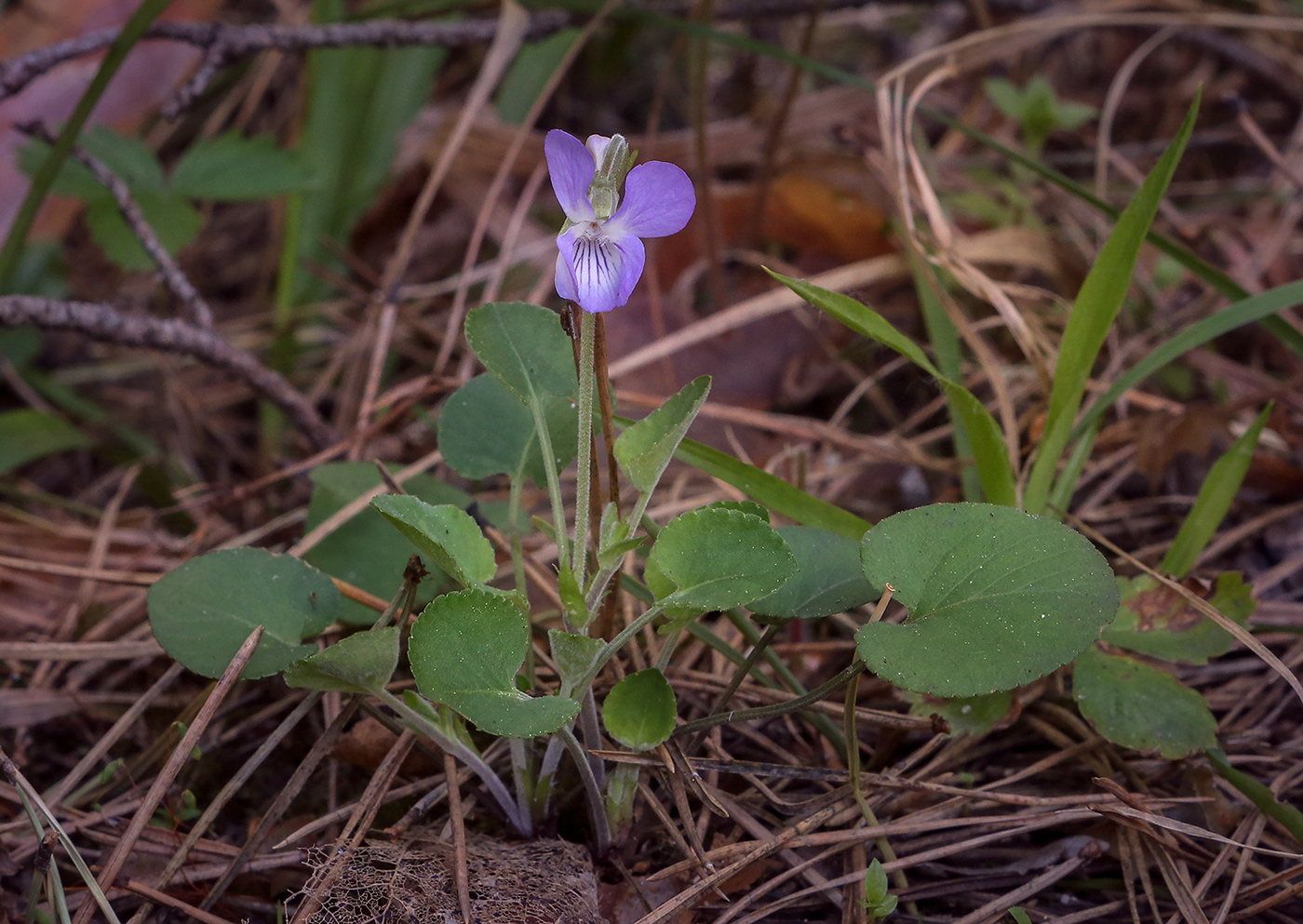 Image of Viola rupestris specimen.