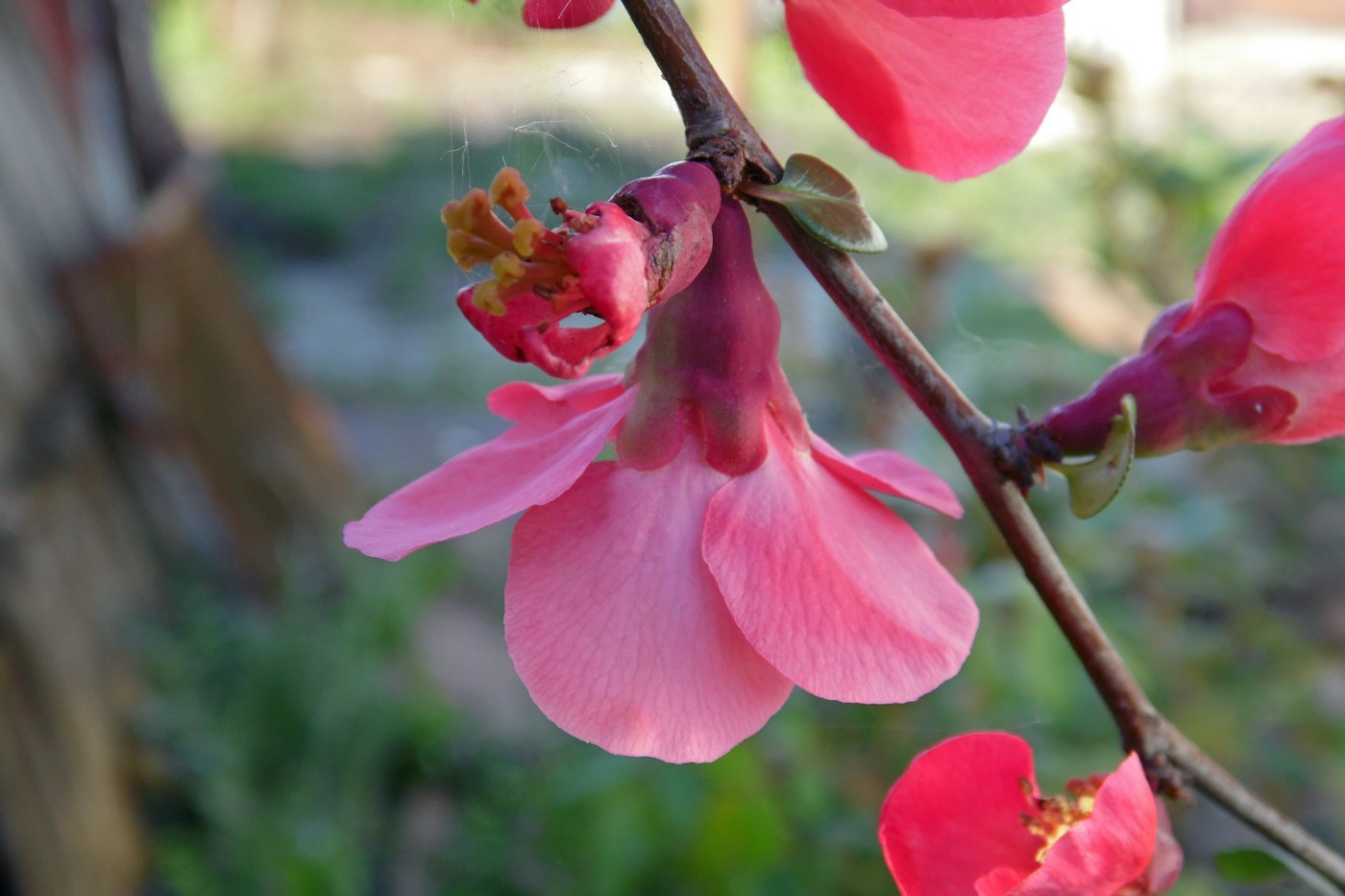 Изображение особи Chaenomeles japonica.