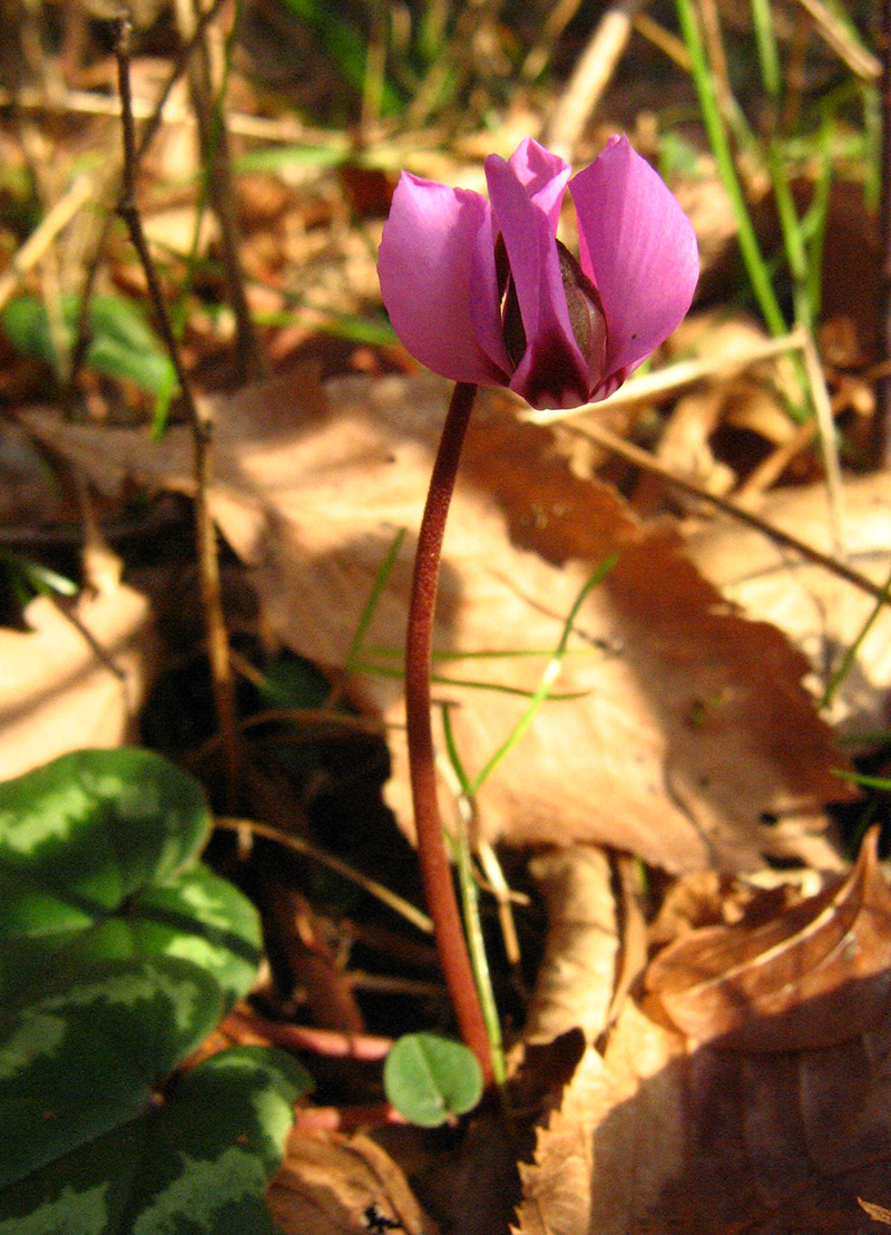 Изображение особи Cyclamen abchasicum.