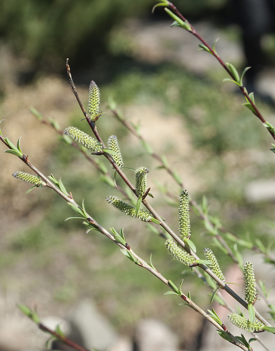 Image of Salix purpurea specimen.