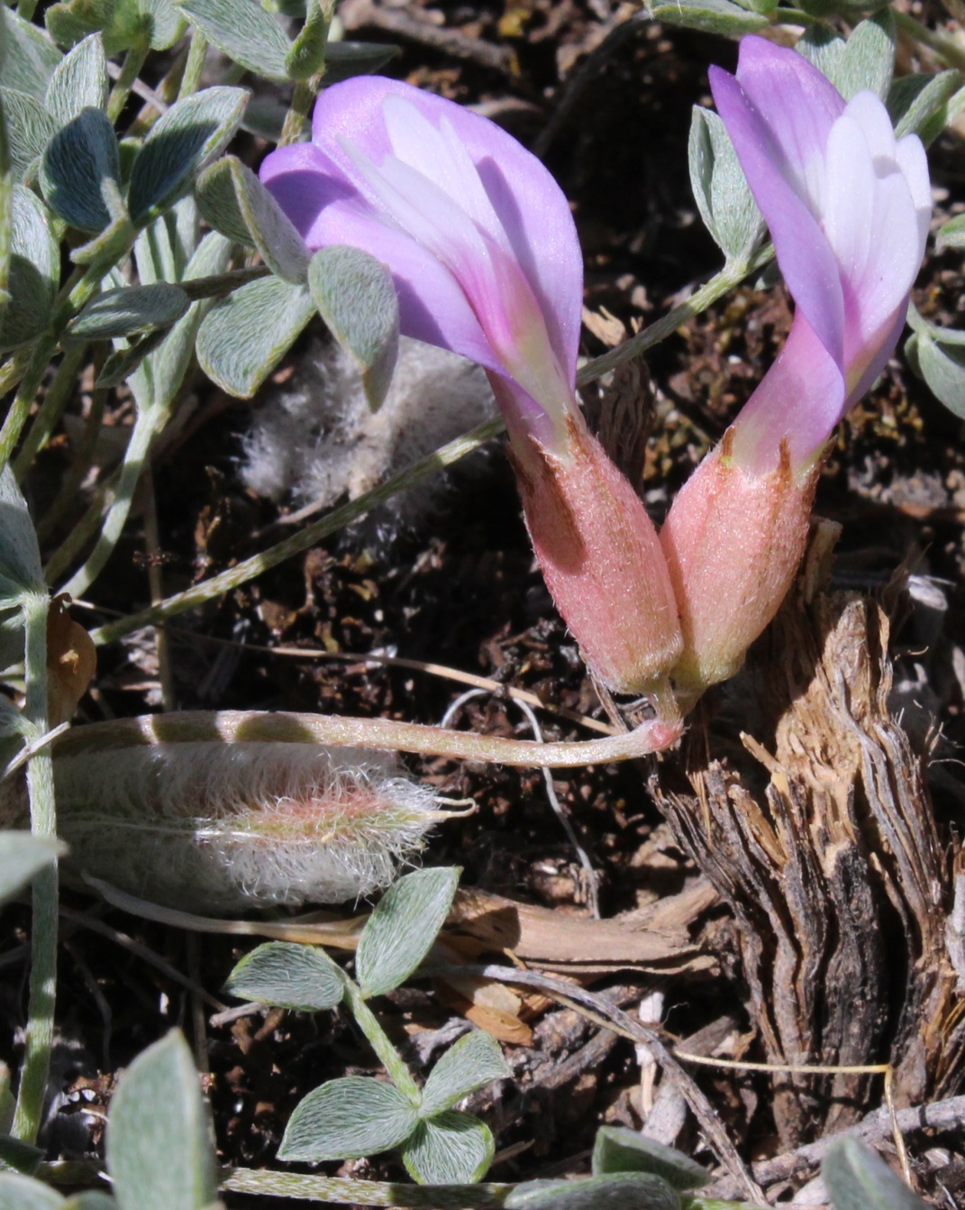 Изображение особи Astragalus kasachstanicus ssp. coloratus.