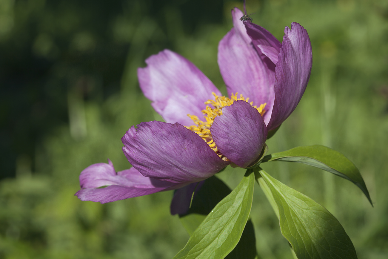 Image of Paeonia anomala specimen.