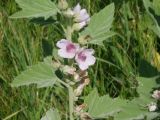 Althaea officinalis. Часть побега с цветками. Украина, Николаевская обл., Кинбурнская коса, степь. 26 июня 2010 г.