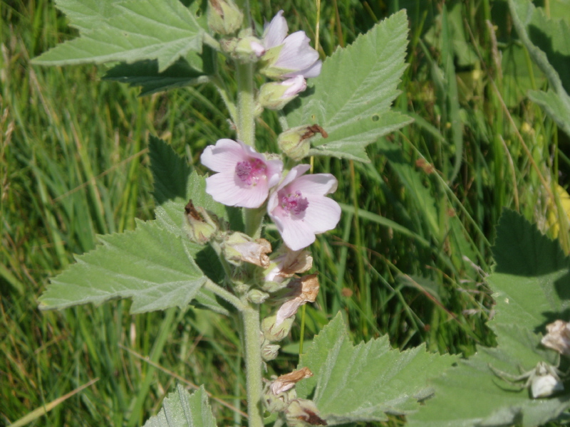 Image of Althaea officinalis specimen.