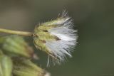 Crepis ramosissima