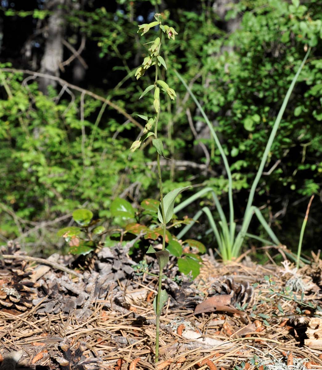 Изображение особи Epipactis troodi.