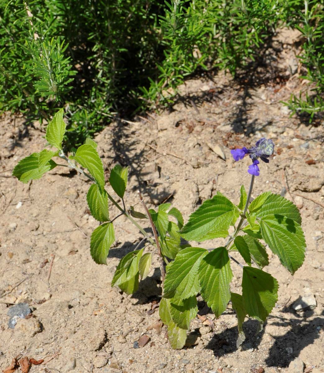 Изображение особи род Salvia.