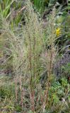 Artemisia campestris