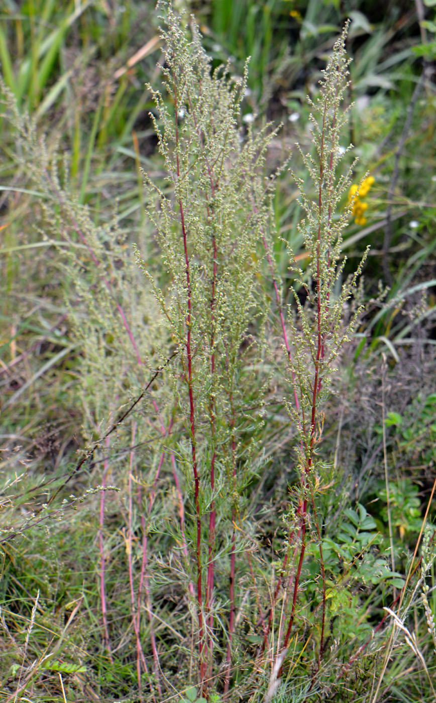 Image of Artemisia campestris specimen.