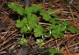 Adoxa moschatellina. Плодоносящие растения. Алтайский край, Чарышский р-н, верховья руч. Большой Тигирек, 16 июля 2010 г.