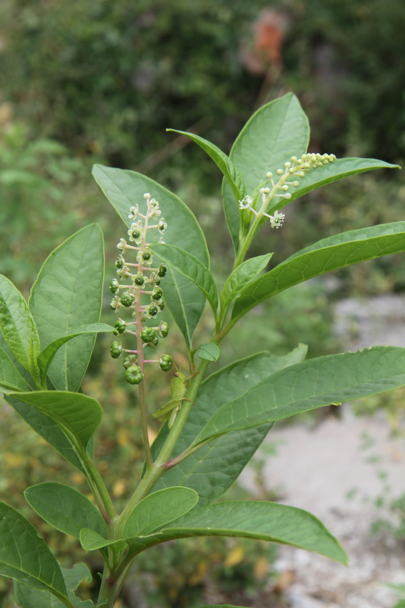 Image of Phytolacca americana specimen.