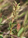 Salix myrtilloides