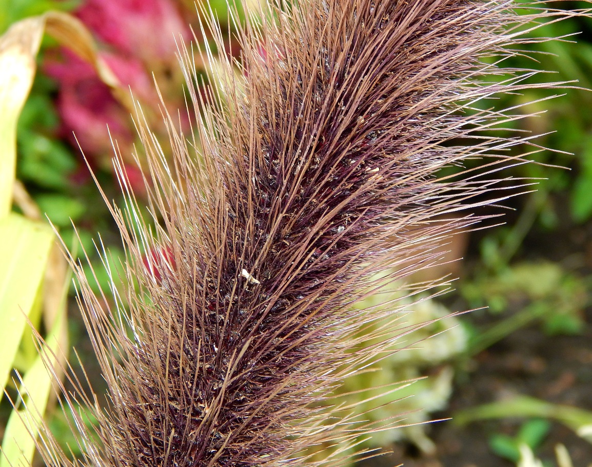 Изображение особи Pennisetum americanum.