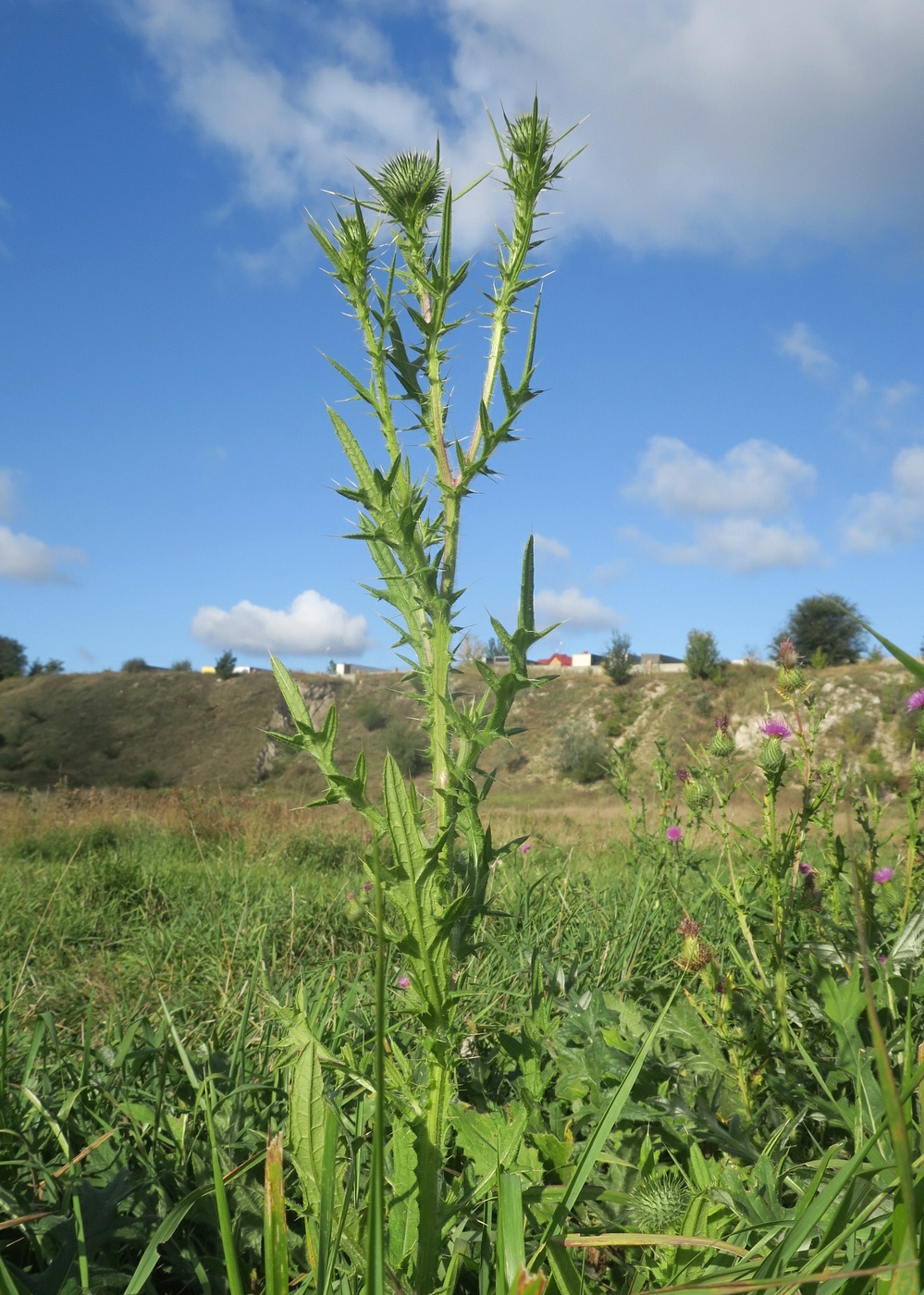 Image of Cirsium vulgare specimen.