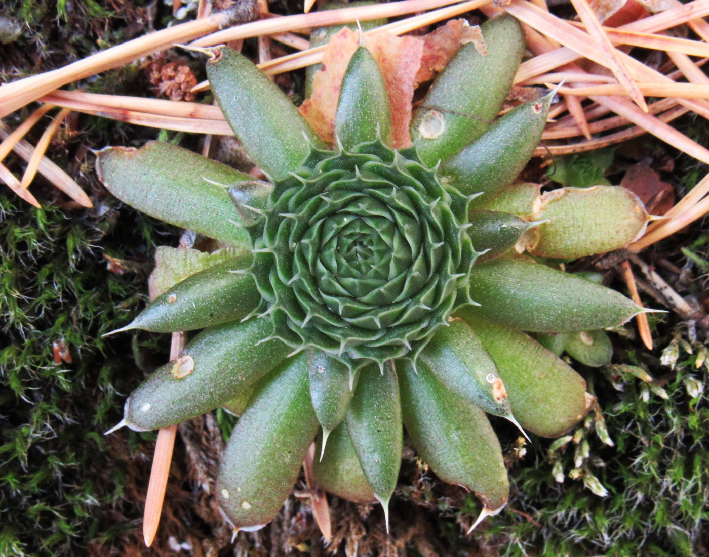 Image of Orostachys spinosa specimen.