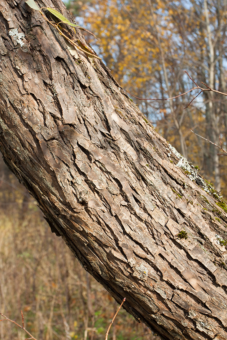 Изображение особи Salix euxina.