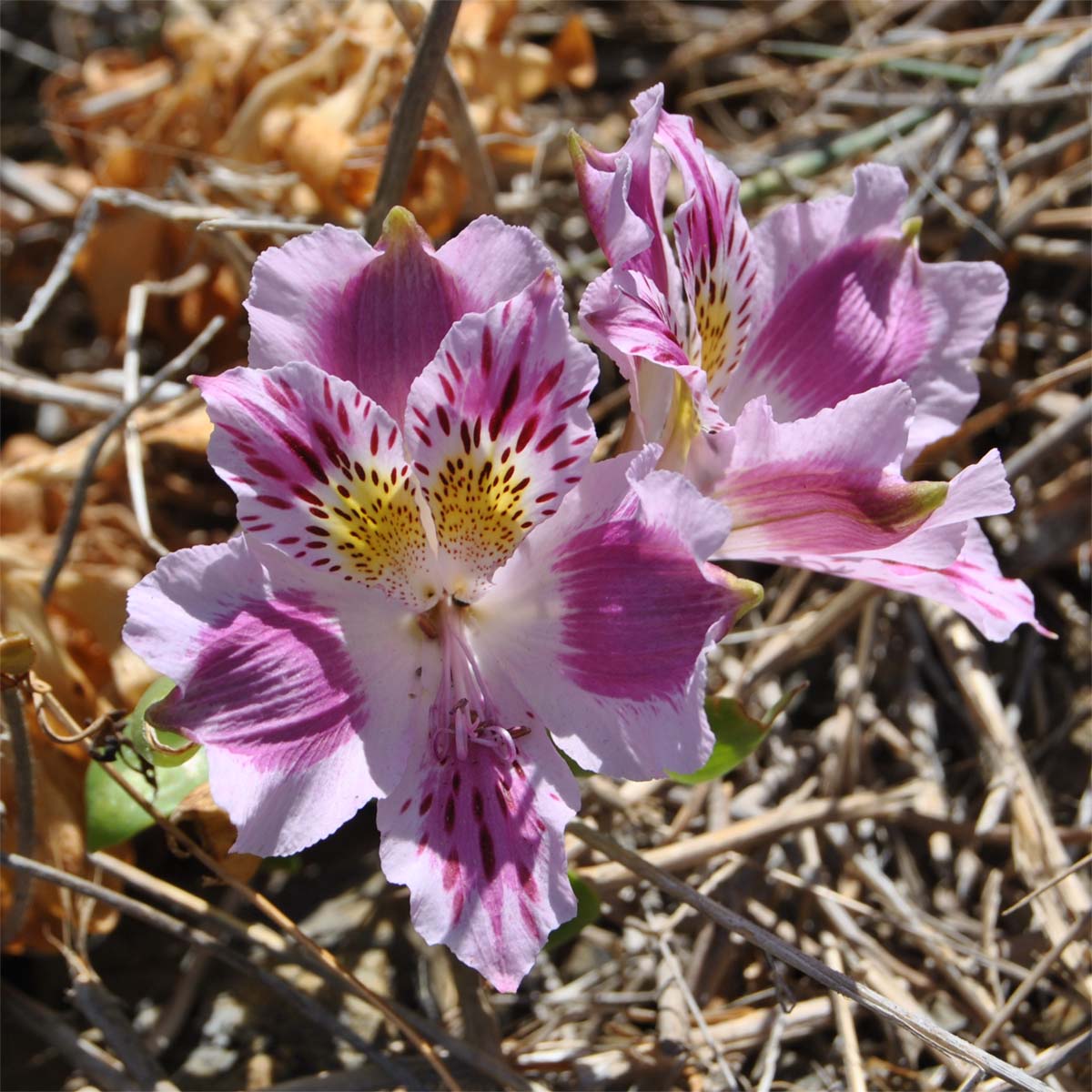 Image of Alstroemeria caryophyllaea specimen.