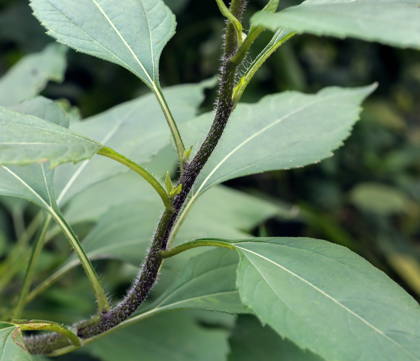 Image of Helianthus tuberosus specimen.