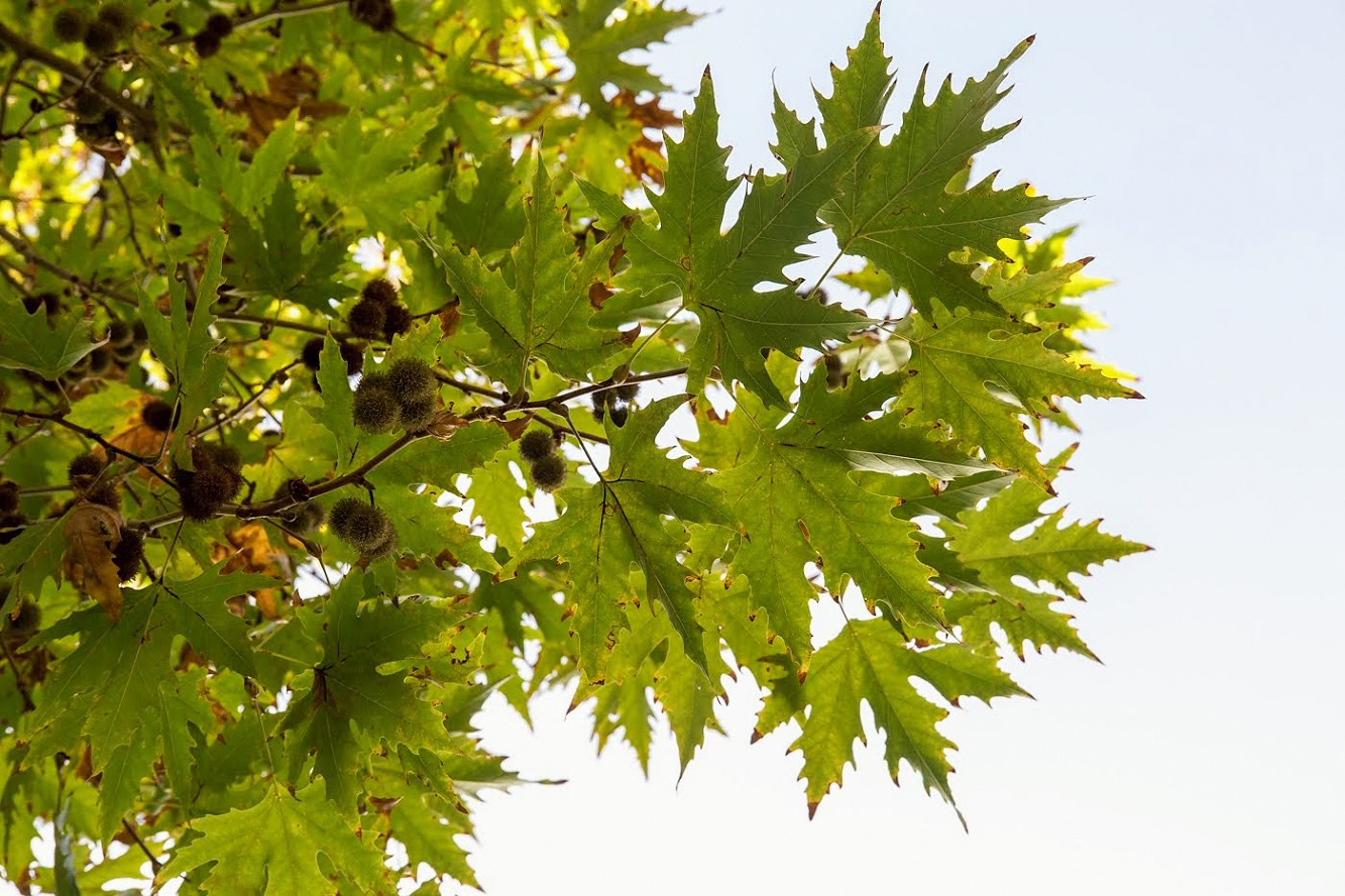 Изображение особи Platanus orientalis.