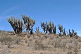 Trichocereus chiloensis