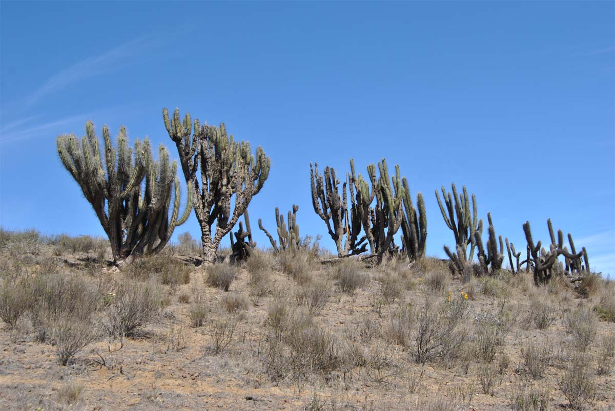 Изображение особи Trichocereus chiloensis.