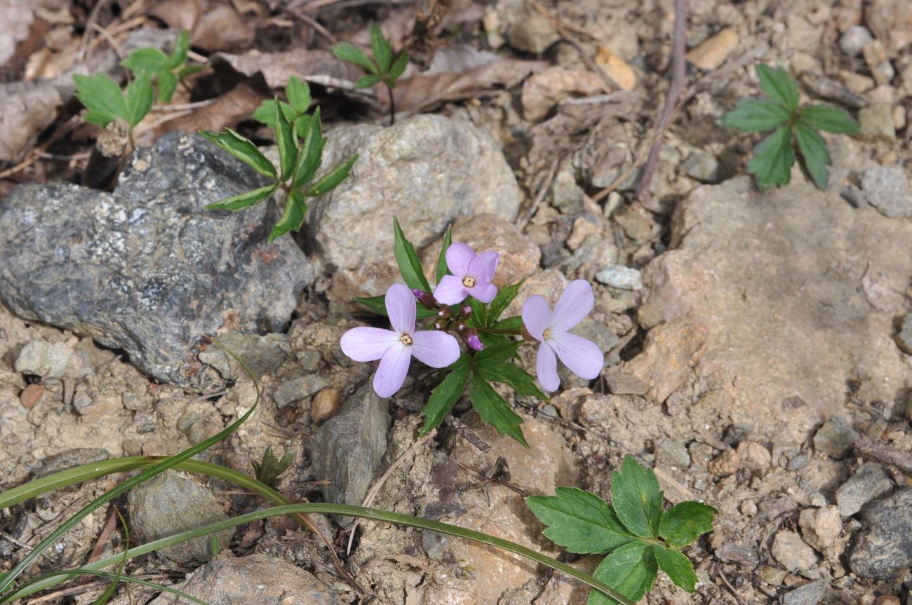 Изображение особи Cardamine quinquefolia.