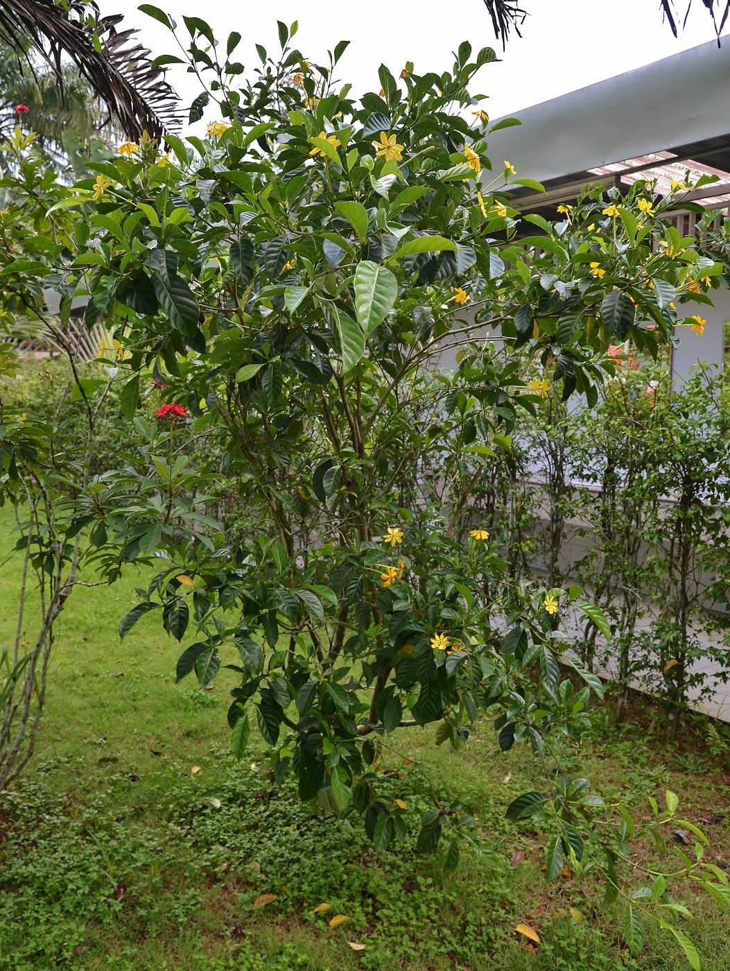 Image of Gardenia carinata specimen.