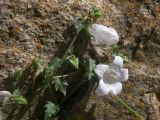 Campanula armena