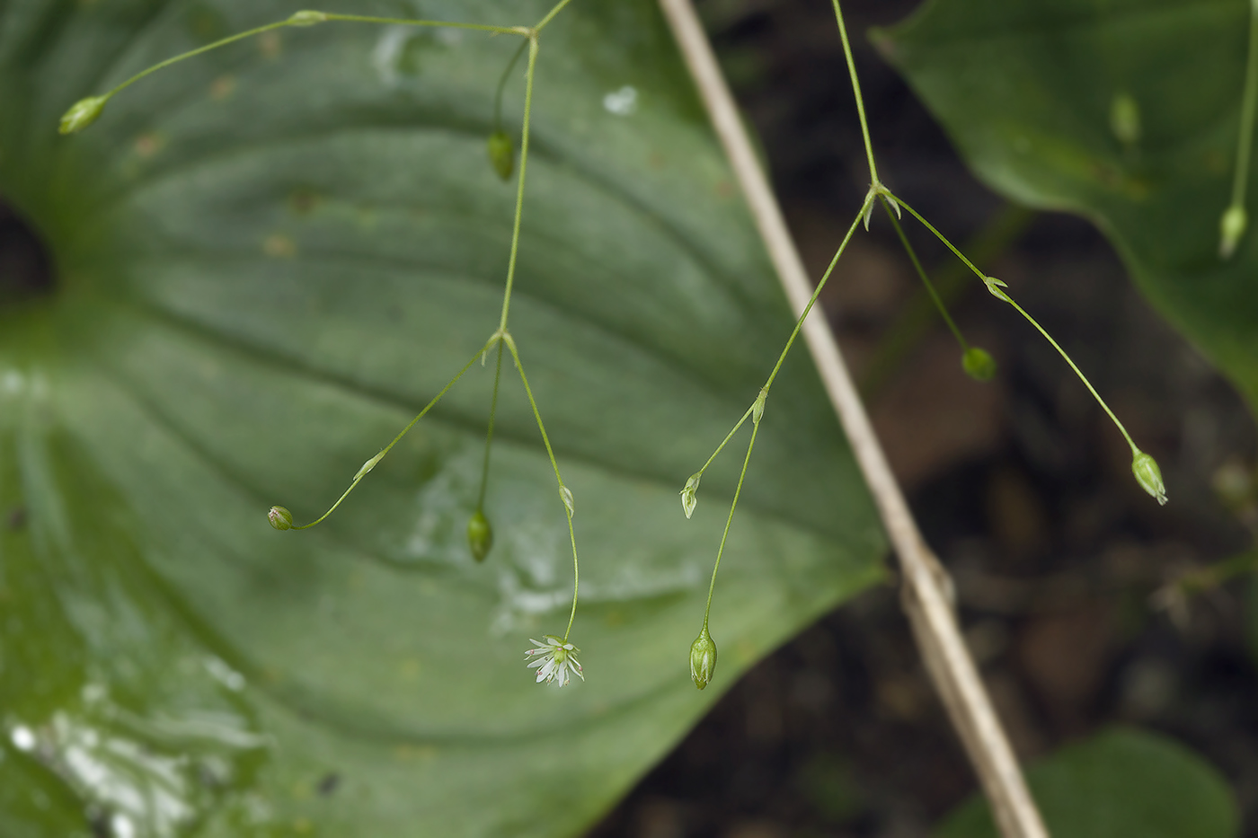 Изображение особи Stellaria fenzlii.