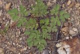 Corydalis pallida