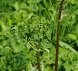 Heracleum sibiricum