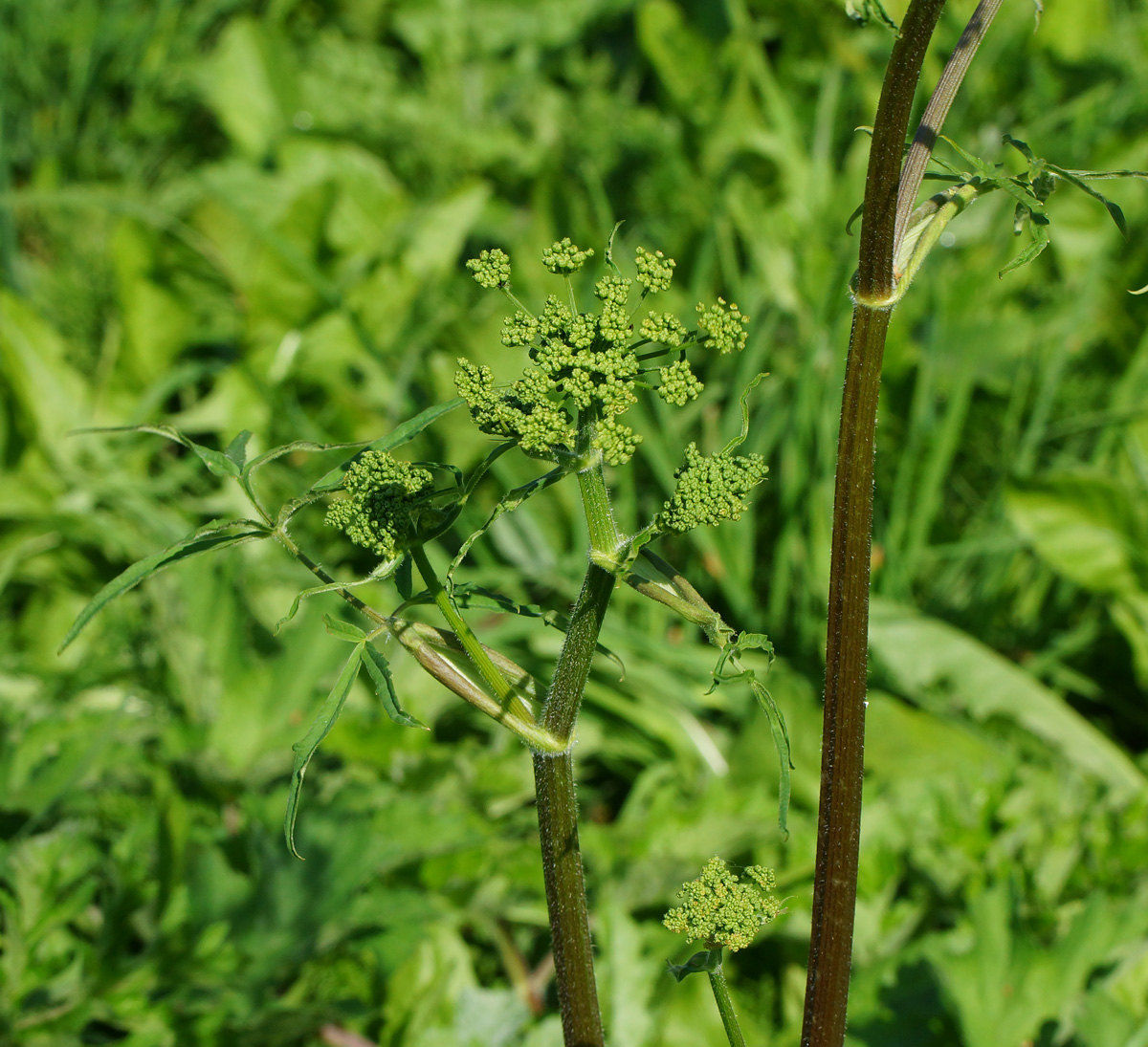 Изображение особи Heracleum sibiricum.