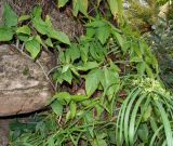 Syngonium podophyllum