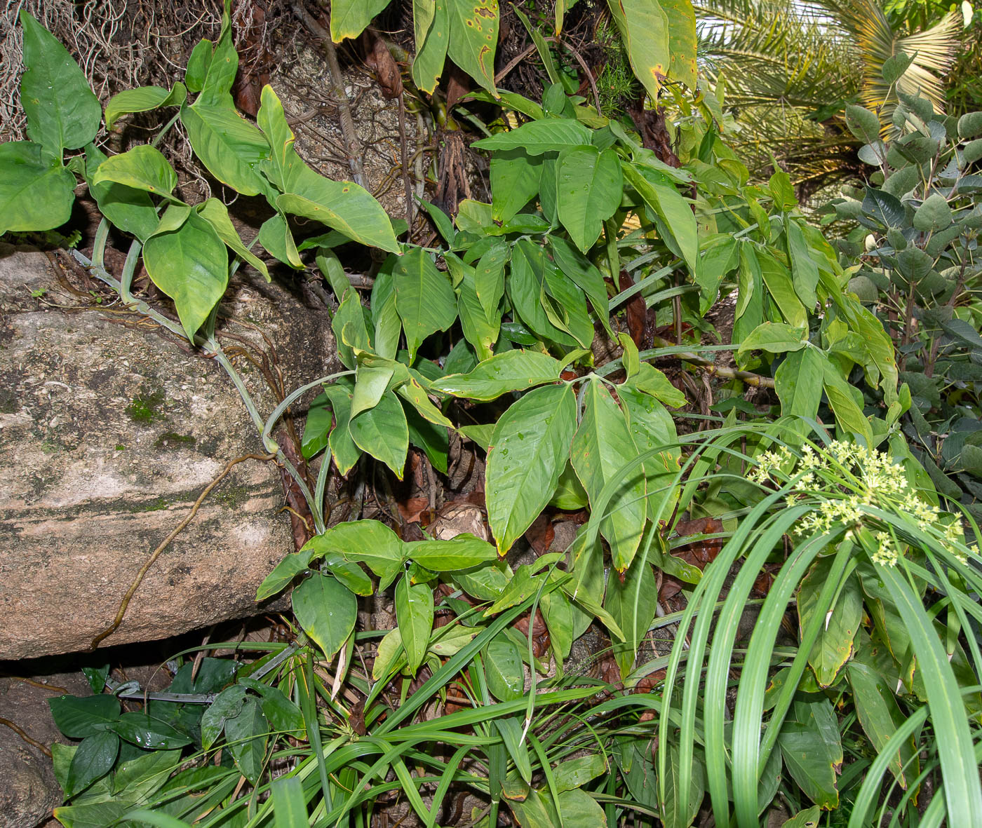 Изображение особи Syngonium podophyllum.