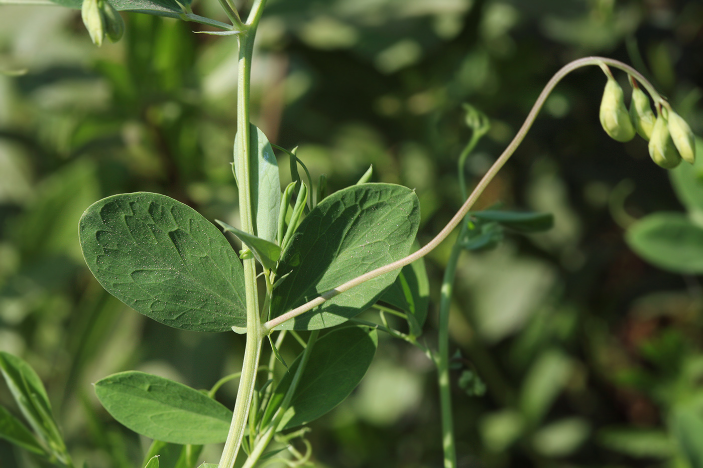 Image of Lathyrus tuberosus specimen.