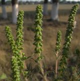 Ambrosia artemisiifolia. Соцветия. Курская обл., Конышевский р-н, пос. Конышёвка, у обочины дороги. 31 июля 2010 г.