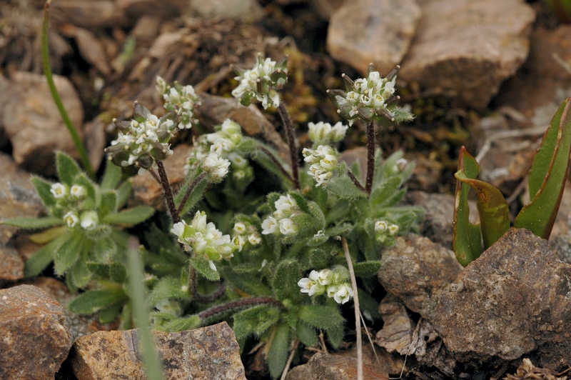 Image of Draba altaica specimen.