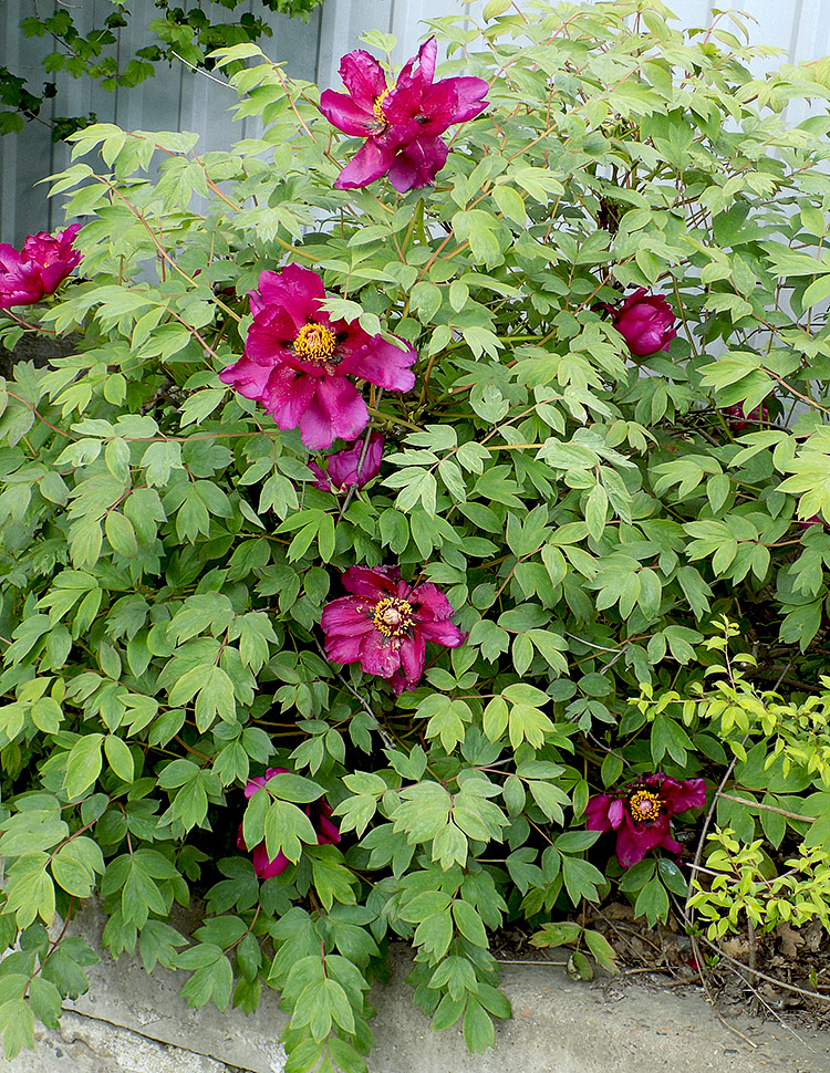 Изображение особи Paeonia suffruticosa.