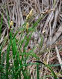 genus Carex. Верхушки побегов с соцветиями. Астраханская обл., Астраханский заповедник, Дамчикский участок, берег реки. 29.04.2019.