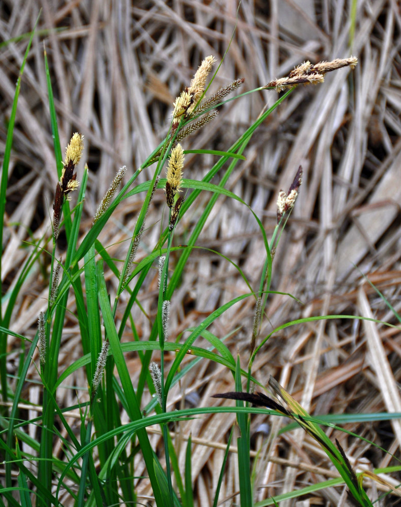 Image of genus Carex specimen.