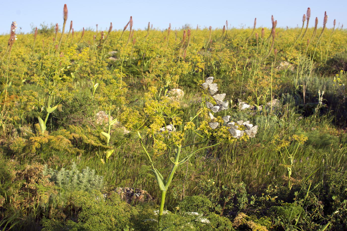 Изображение особи Ferula tenuisecta.