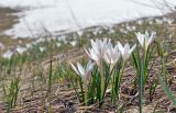 Crocus alatavicus