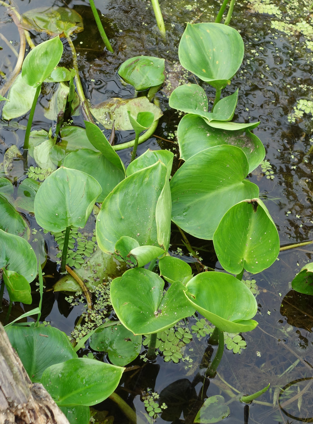 Image of Calla palustris specimen.