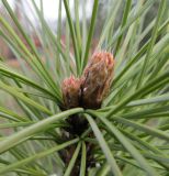 Pinus sibirica