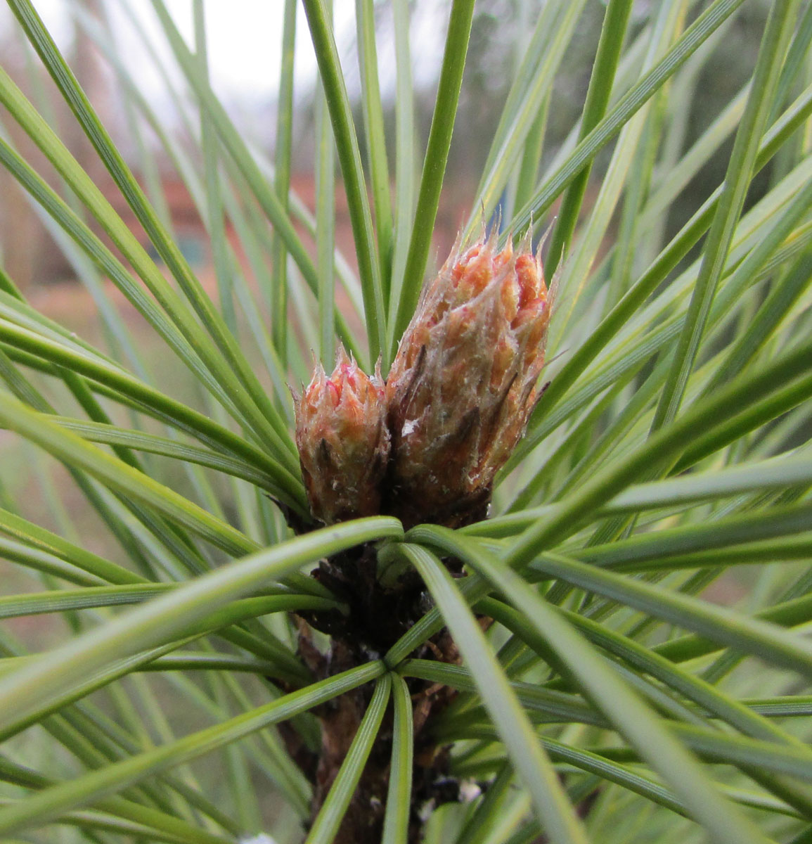 Изображение особи Pinus sibirica.