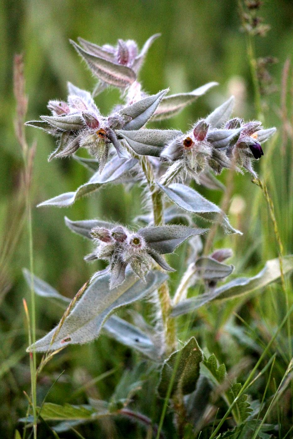 Image of Nonea pulla specimen.