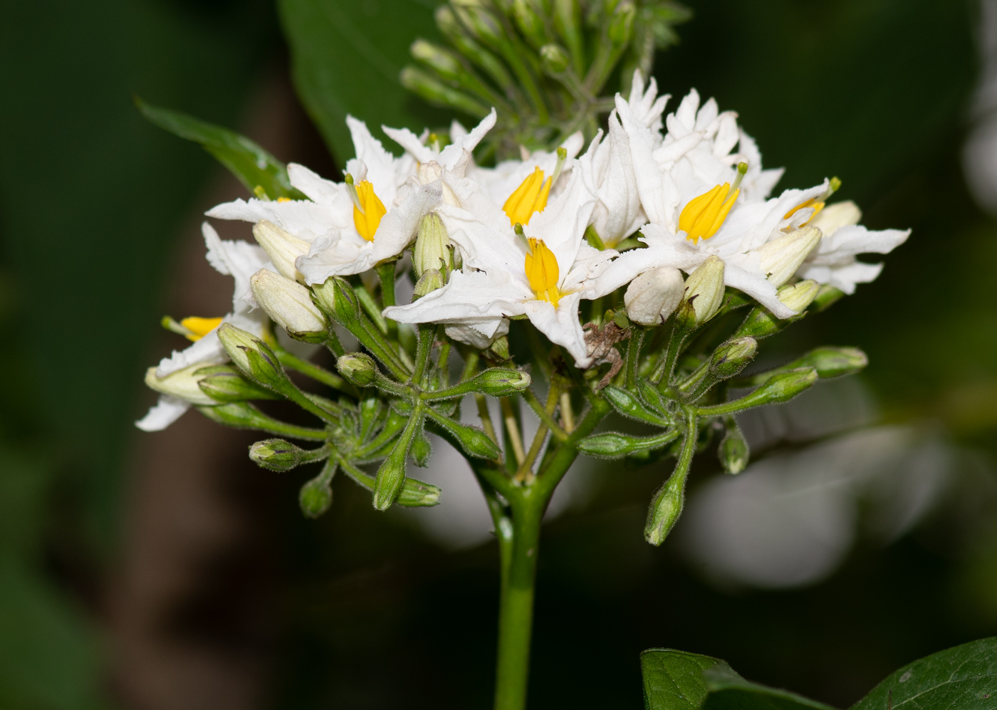 Image of Solanum caricaefolium specimen.